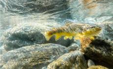 Chiusa Pesio, riapre la stagione di pesca