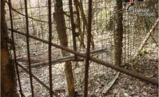 Gabbie illegali per la cattura dei cinghiali: segnalato monregalese