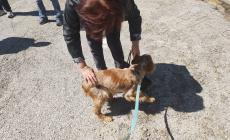 Ceva: ritrovano il cane 10 anni dopo grazie al Canile Rifugio 281