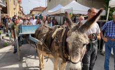 Monastero: annullato per pioggia quasi tutto il programma della Fiera “Un Asino per amico”