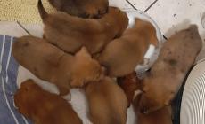 Cuccioli abbandonati sul ciglio della strada a Rocca de' Baldi 