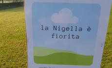 Niella: rinviata al 3 giugno la festa per la fioritura della Nigella