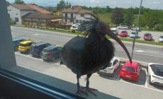 Mondovì: Ibis eremita fa una sosta dagli uffici Ifis di Pogliola