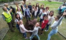 Un acero nel guardino delle scuole elementari di Margarita