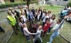 Un acero nel giardino delle scuole elementari di Margarita
