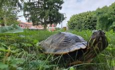 Mondovì: tartaruga acquatica trovata nei giardini della stazione ferroviaria