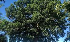 Farigliano: uno spettacolo ai piedi della quercia secolare per sostenere la ricerca