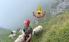 Terminato l’intervento di recupero del bestiame ancora disperso  al Mondole’ di Frabosa Sottana 