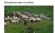 Gregge caduto in un dirupo a Frabosa Sottana: partita la raccolta fondi on-line