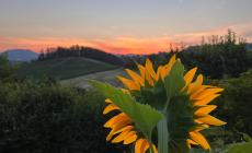 FOTOGALLERY - Girasoli a Farigliano 2023: tutte le foto premiate