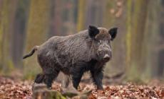 Peste suina africana: a Saliceto cinghiale appena catturato in gabbia è stato liberato da ignoti