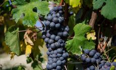 Vendemmia 2023: è partita con qualche giorno di ritardo nel Doglianese la raccolta delle uve Dolcetto 