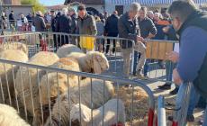 “Lingua Blu”, assessore Bongioanni assicura: «In arrivo il vaccino, Bee a Villanova Mondovì si farà»