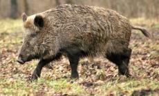 Dramma a Vicoforte. il cacciatore assalito dal cinghiale è deceduto