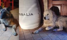 Cani trovati ai Gosi, si cercano informazioni ed i proprietari