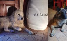 I due cani trovati ai Gosi sono tornati con il proprietario