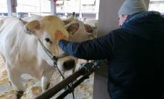 FOTOGALLERY - Carezze ai buoi e selfie sul percorso prestabilito sotto l'ala mercatale per il pubblico della Fiera del Bue Grasso di Carrù 2023 