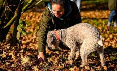 Viaggio sensoriale  alla ricerca e scoperta del tartufo nero: progetto ideato e promosso dall’ATL del Cuneese