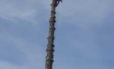 Mondovì: due pini messi in sicurezza nei giardini della stazione