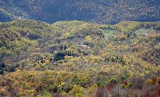Ormea: atti vandalici ai danni di un frutteto

