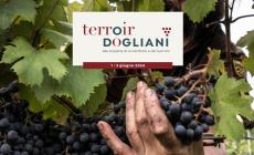 “Terroir Dogliani”: la Bottega del Vino invita a scoprire il territorio della Docg e i suoi vini