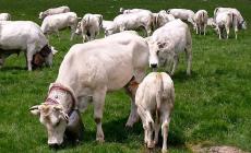 San Giovanni nel Monregalese vuol dire salita agli alpeggi