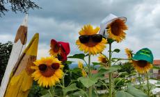 Girasoli Farigliano: sabato la Notte Gialla