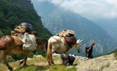 Inizia la stagione dei rifornimenti ai rifugi: il lavoro di Luciano Ellena con i suoi muli