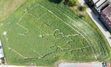 Girasoli a Farigliano: in 500 hanno già visitato il labirinto “con il cuore”