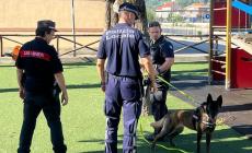 Sospetti casi di avvelenamento di cani e gatti a Ceva: intervengono Polizia Locale e Forestale