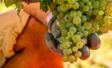 Vendemmia 2024: nei prossimi giorni si inizieranno a raccogliere Pinot e Chardonnay