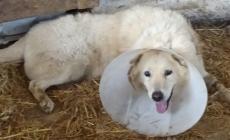 Mondovì, Mezzavia: il coraggio di “Simba” ha fermato l’attacco dei lupi