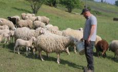Blue Tongue: sbloccate 40.000 dosi di vaccini