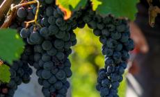 Vigilia di vendemmia delle uve Dolcetto nella “nostra” Langa