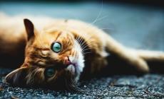 Donna accusata di maltrattamenti su un gattino: sonnifero nella pappa per catturarlo