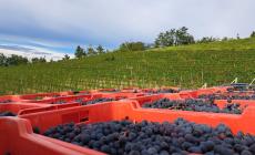 Partita “a singhiozzo” nel Doglianese la vendemmia delle uve Dolcetto 