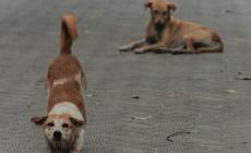 Mondovì, residenti di Rifreddo: «Cani liberi sono un pericolo». Il sindaco: «Continueremo ad interloquire col servizio veterinario»