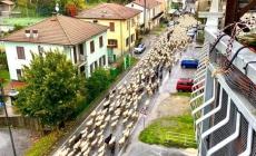 Sale delle Langhe: la transumanza passa in paese