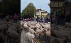 Garessio: la transumanza passa in paese