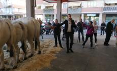 Carrù: annullata definitivamente l’Asta del Bue 2024