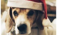 Dogliani piange George, il beagle da 92.000 contatti su Facebook