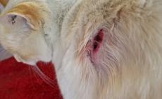 Vicoforte: due proiettili (in gomma) sparati contro il gatto Artù. Certificati dal veterinario, il proprietario intende presentare denuncia