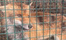 Pianfei: catturata la volpe che si aggirava in paese