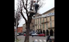Mondovì, problemi di stabilità strutturale: iniziate le operazioni di abbattimento di due alberi in corso Statuto