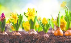 Il giardino rinasce a marzo