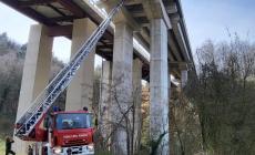 Sale Langhe: è al sicuro il micio bloccato sul pilone del viadotto autostradale
