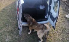 Garessio: cani pastori dell'Asia Centrale fuori dai recinti