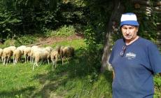 Tre pecore sbranate dai lupi a Murazzano