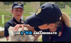Lo spot della Polizia di Stato contro l'abbandono degli animali. Pene severe per i responsabili