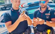 Polizia Stradale di Mondovì salva sei anatroccoli sulla carreggiata della Torino - Savona